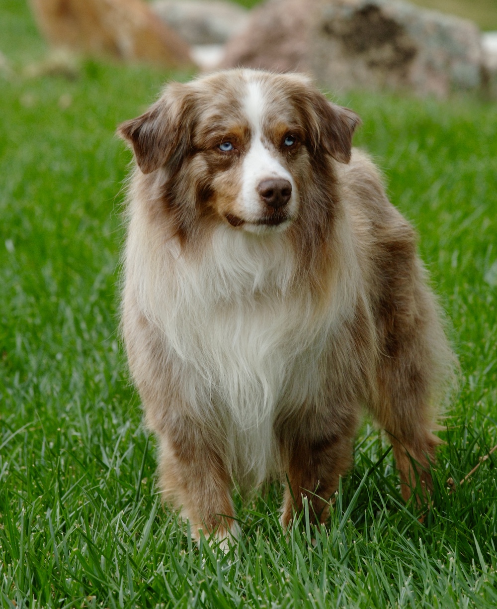 Show quality Miniature Australian Shepherd at Rocky Top Kennels Creston California