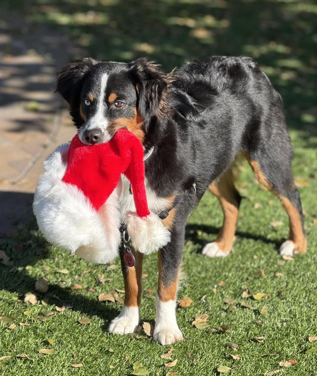 Mini Aussie puppies for sale California Rocky Top Kennels
