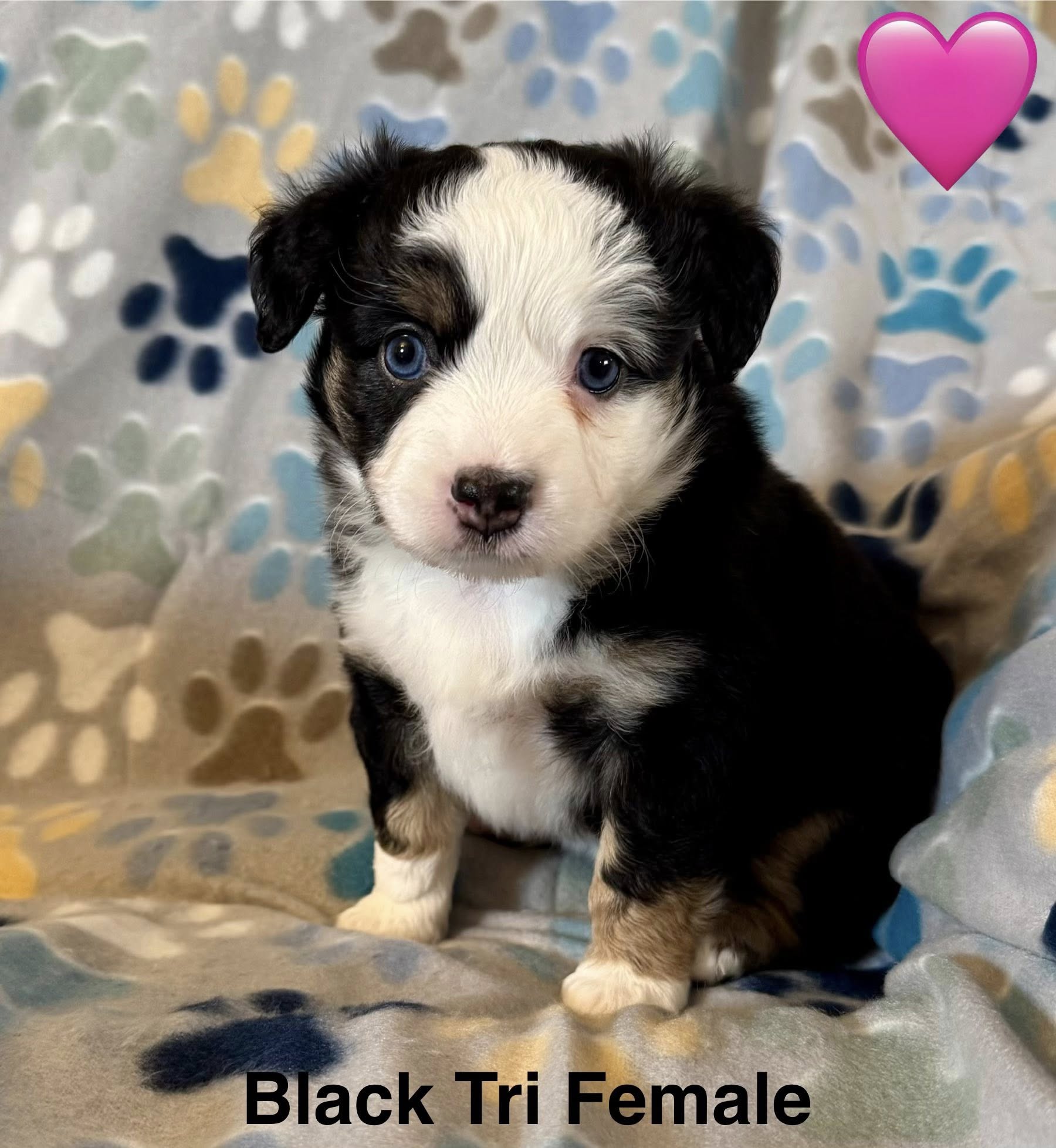Red Merle Miniature Australian Shepherd puppy California