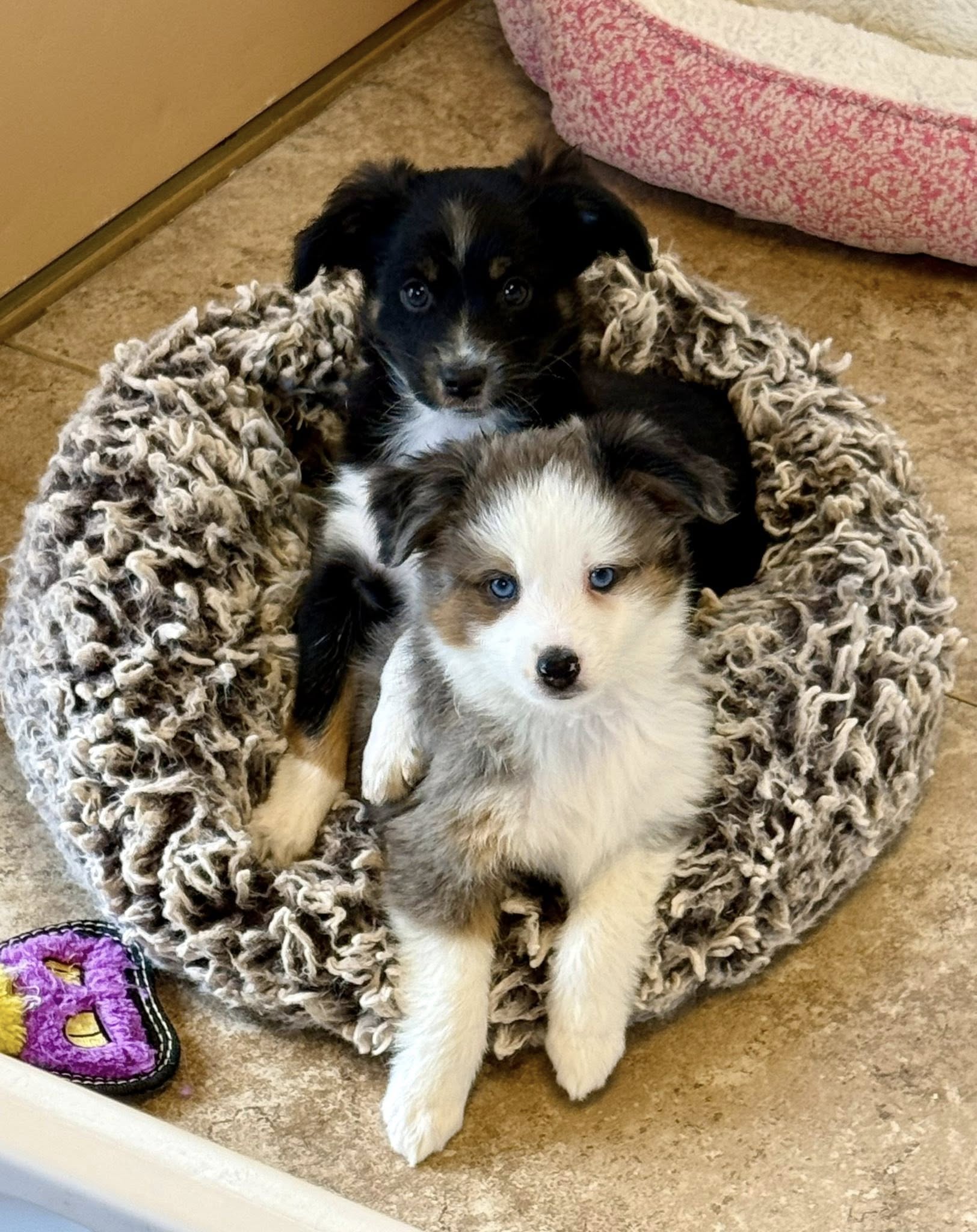 Blue Merle Mini Aussie show quality puppy