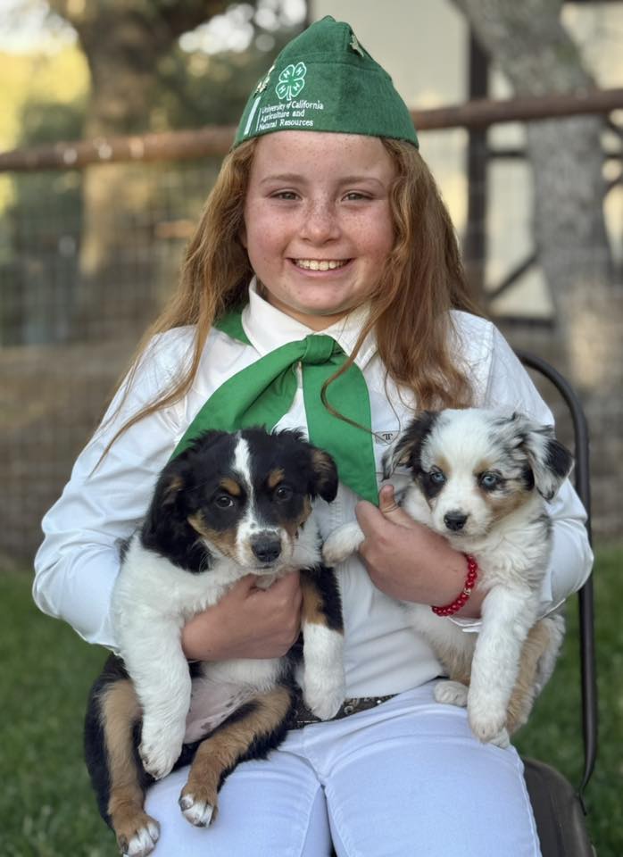Toy Australian Shepherd puppy Creston CA