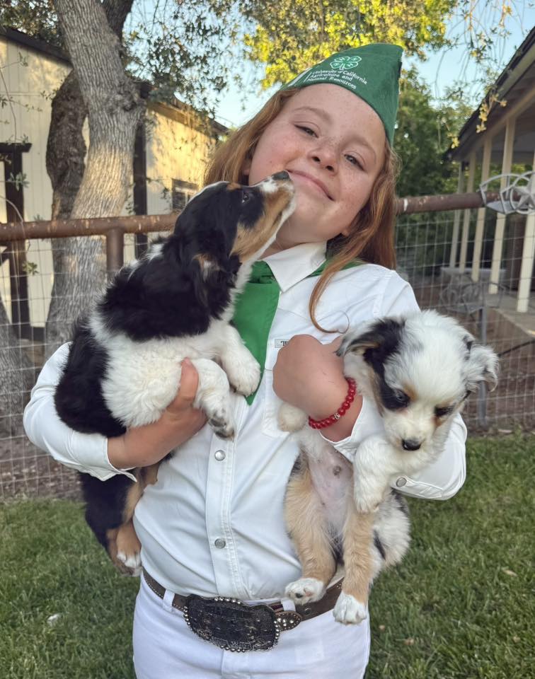 Miniature Australian Shepherd family companion California