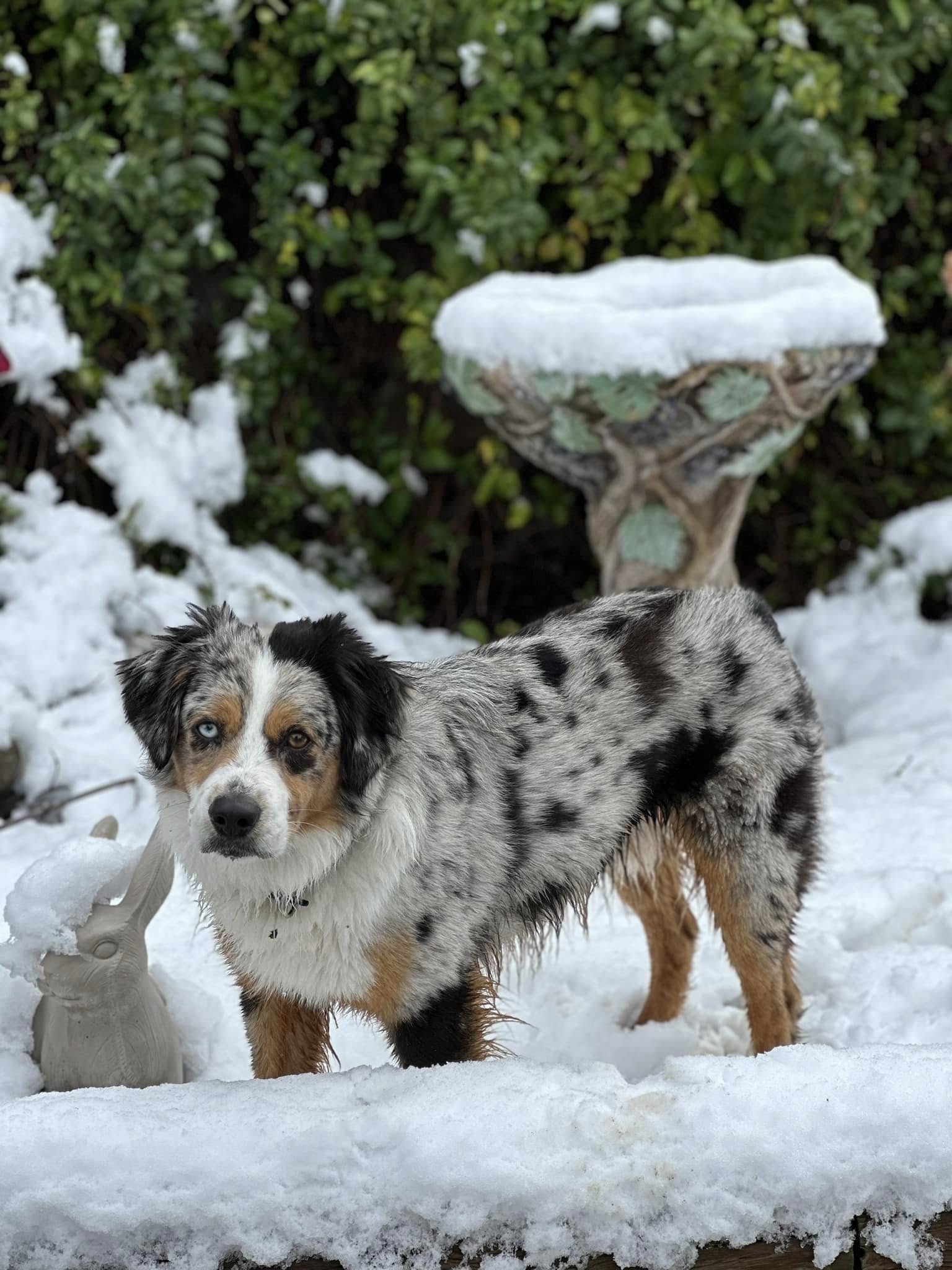Reba and Bamboo breeding parents Rocky Top Kennels