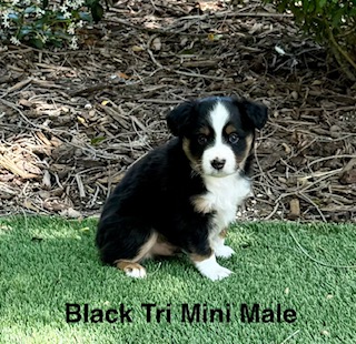 Black Tri Mini Male Aussie puppy for sale California Rocky Top Kennels