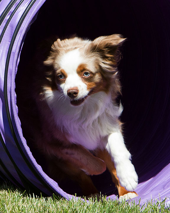 Rajun Kennels off-leash dog training program Central California