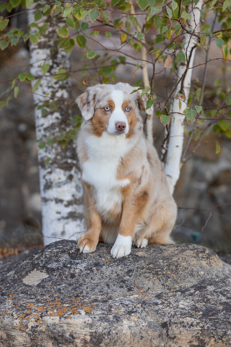 Miniature Australian Shepherd Rocky Top Kennels Creston CA