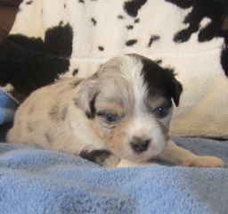 Mini Aussie Shepherd Puppy For Sale A